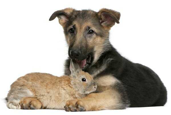 shepherd-puppy-and-rabbit